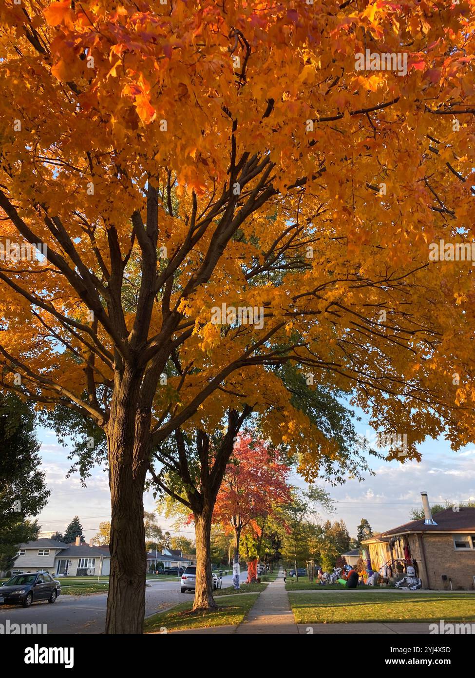 Leaves on trees changing color during fall in the Chicago suburbs. - Smartphone Captured Stock Image