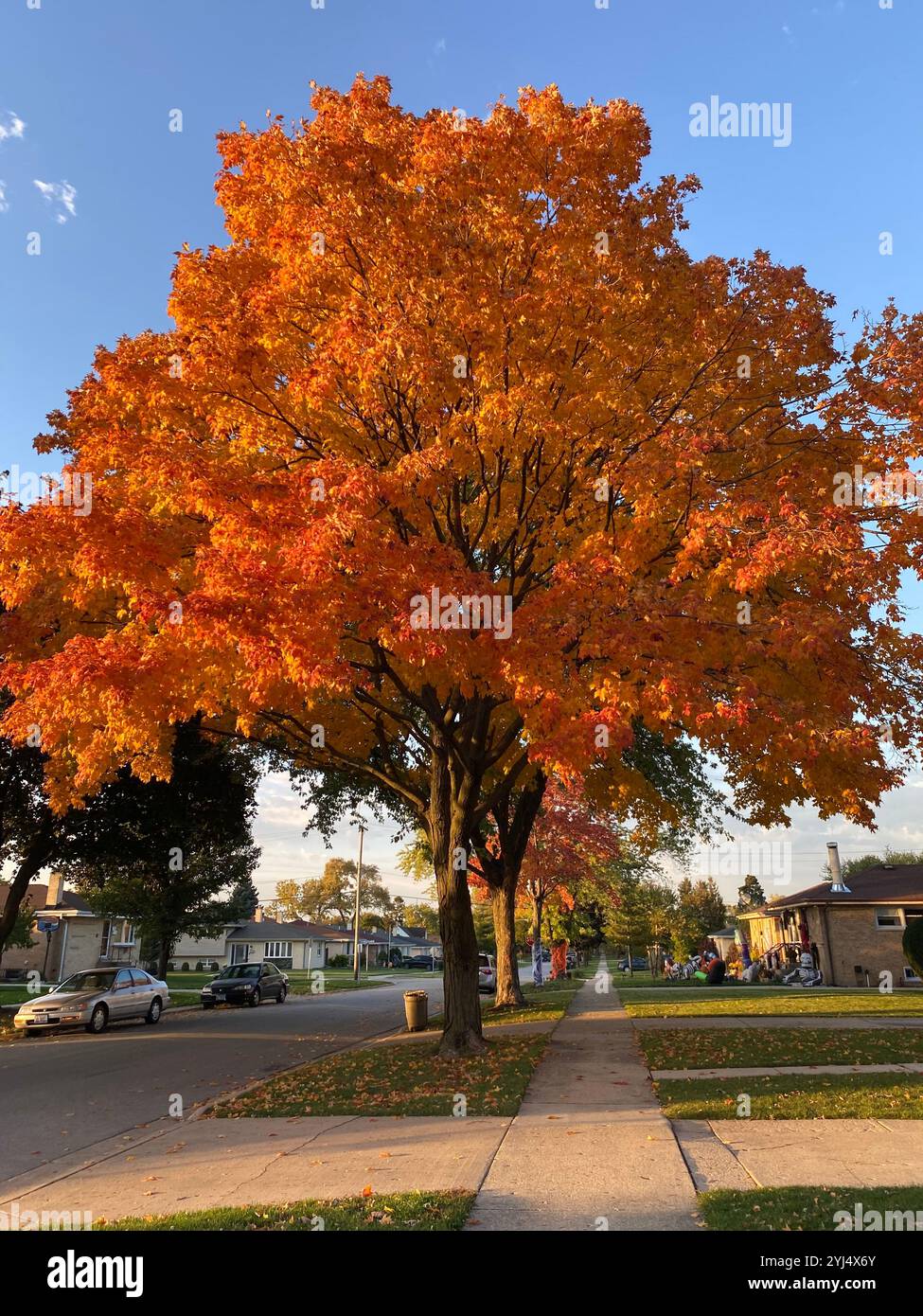 Leaves on trees changing color during fall in the Chicago suburbs. - Smartphone Captured Stock Image
