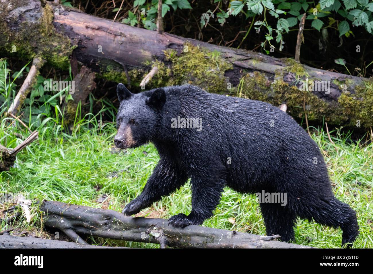 Alaska, Kupreanof Island, Kake, Gunnuk Creek. American black bear (Ursus americanus) Stock Photo