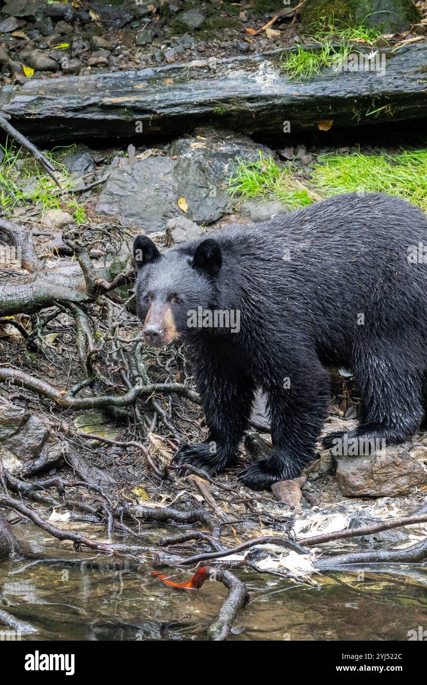 Alaska, Kupreanof Island, Kake, Gunnuk Creek. American black bear (Ursus americanus) Stock Photo