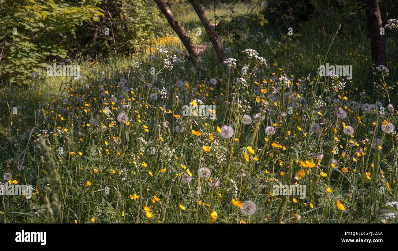 Serene forest meadow wildflowers hi-res stock photography and images ...