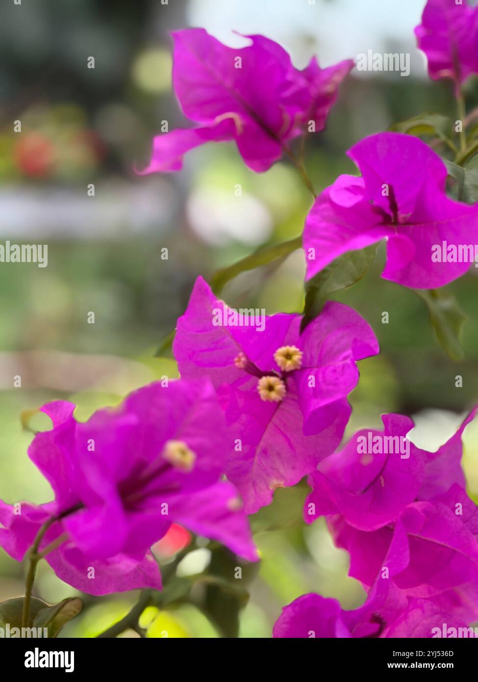 A vibrant collection of tropical flowers showcasing their vivid colors and intricate details in lush outdoor settings. From pink hibiscus to delicate - Smartphone Captured Stock Image