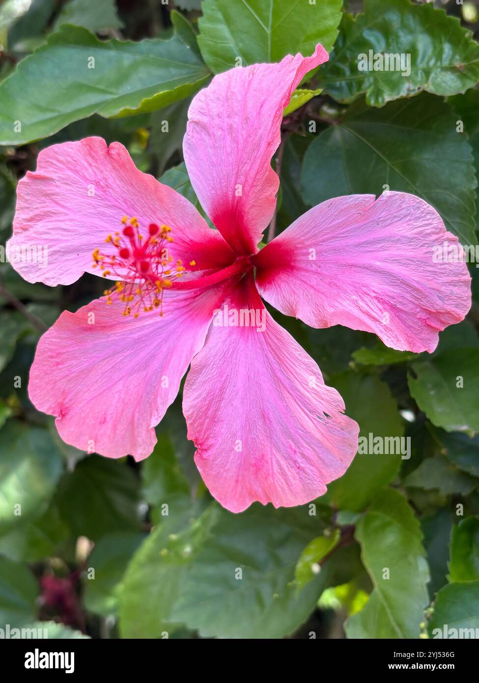 A vibrant collection of tropical flowers showcasing their vivid colors and intricate details in lush outdoor settings. From pink hibiscus to delicate - Smartphone Captured Stock Image