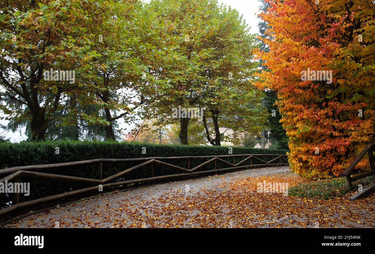 Pathway covered with fallen leaves during autumn season Stock Photo - Alamy
