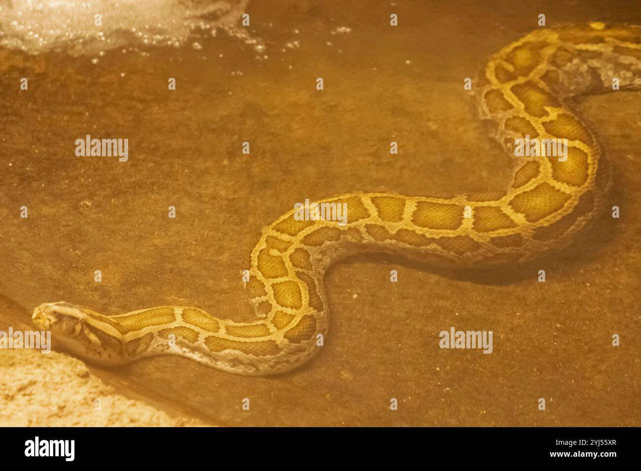 England, Kent, Wingham, Wingham Wildlife Park, Burmese Python Snake Stock Photo