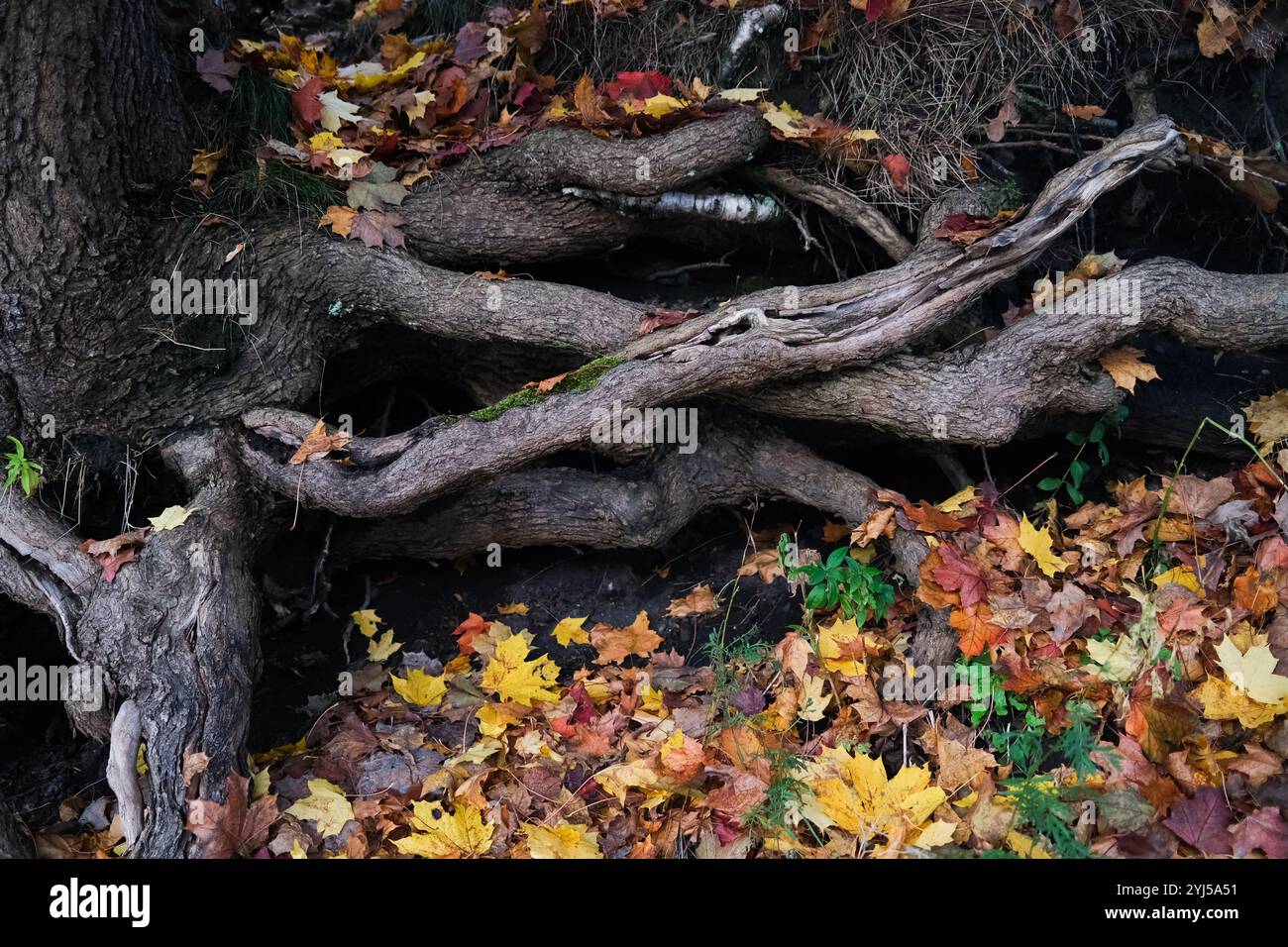 Maple roots hi-res stock photography and images - Alamy