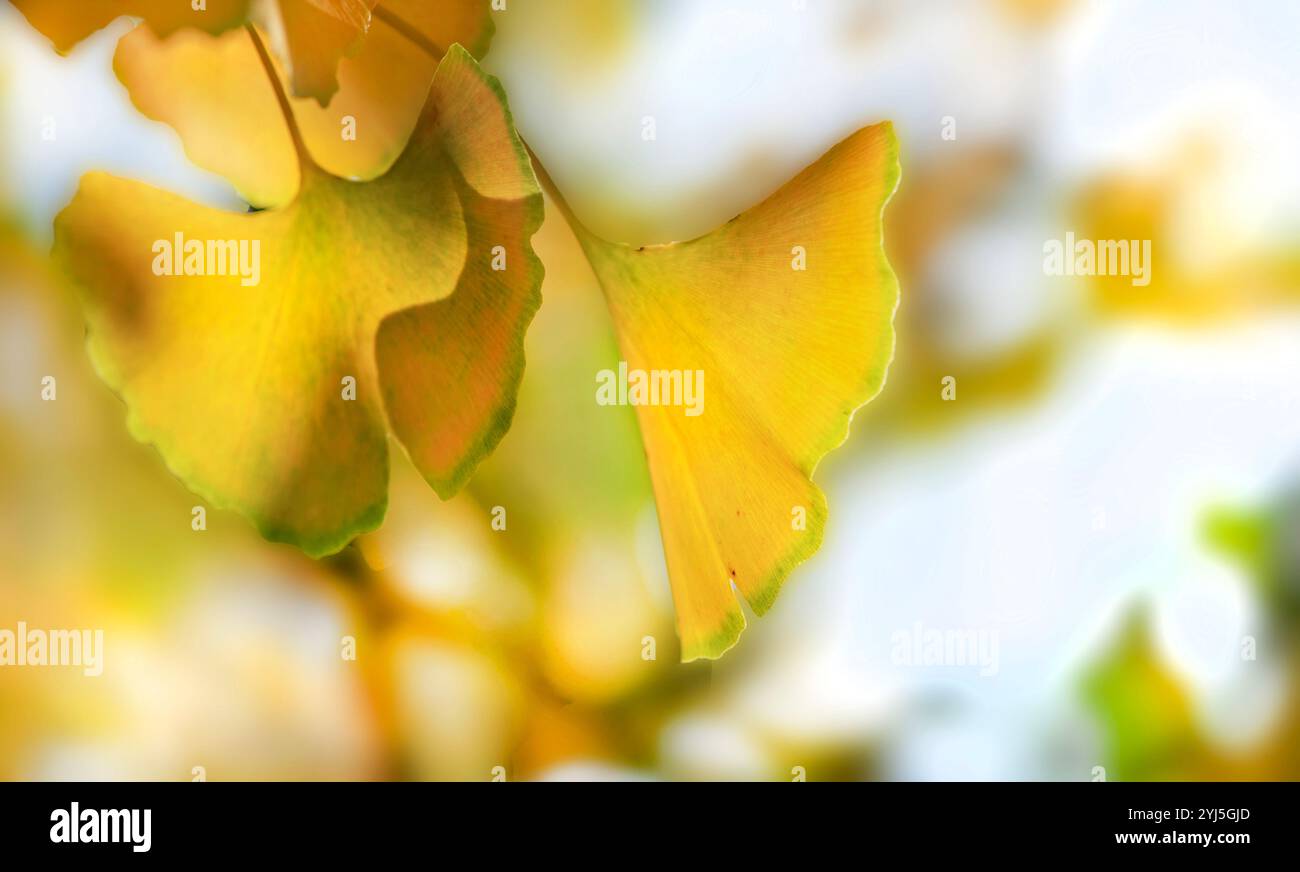 Gingko Leaf Example closeup on beautiful yellow leaf of a Gingko tree in autumn in focus ...