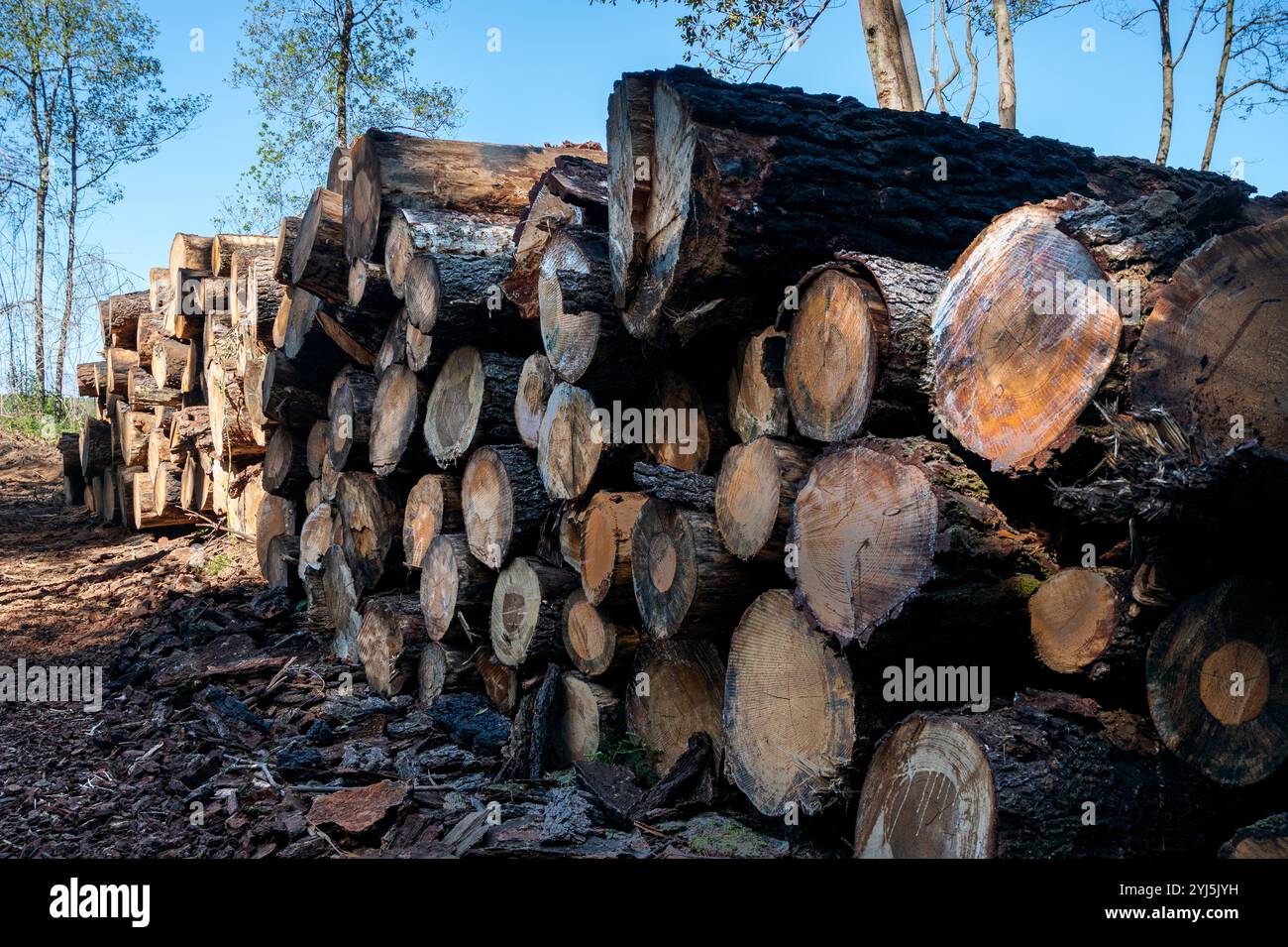 Wayvs Logs A pile of logs is stacked up in a forest. The logs are of different ...