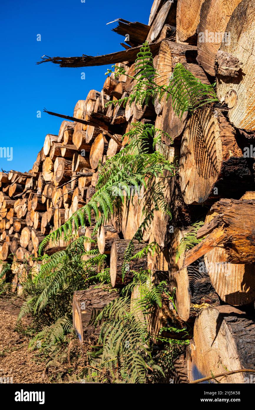 Pine tree growing out rock hi-res stock photography and images - Alamy