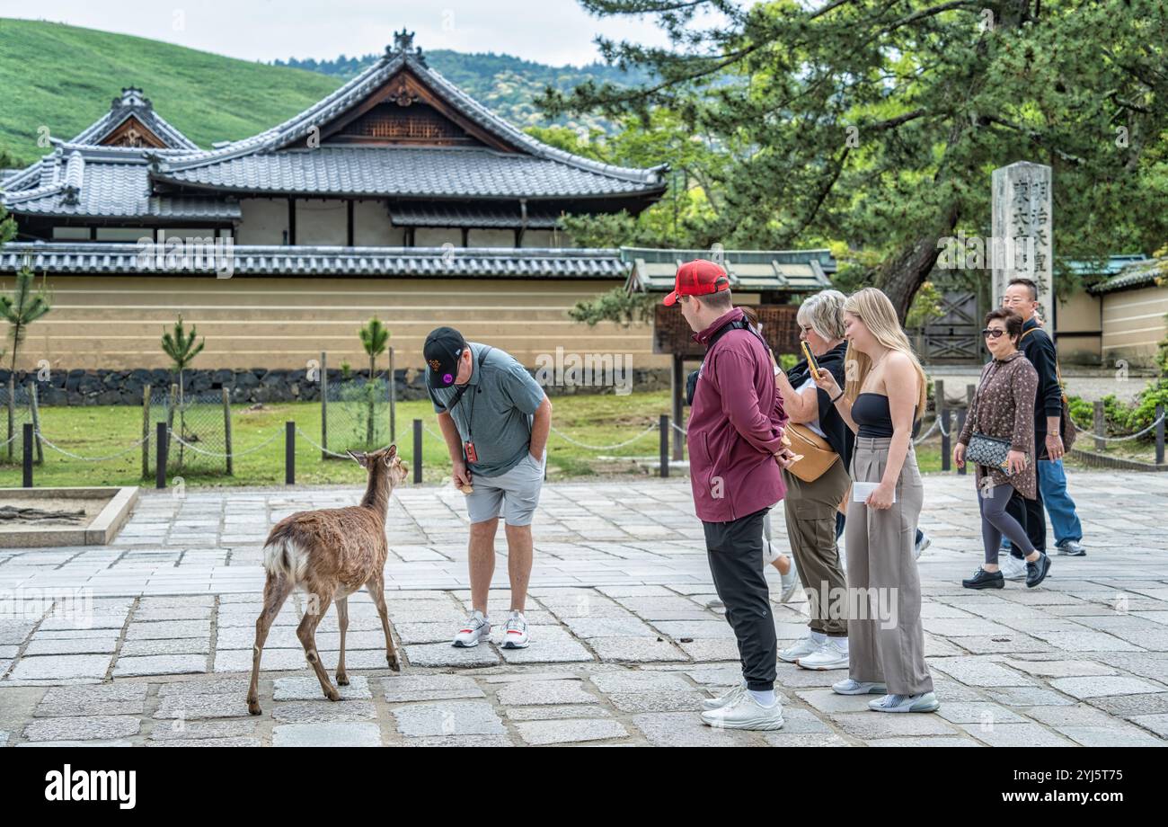 Nara, Japan - 05.06.2024: Tourists and sika deers strolling on the alleys in the city of Nara, Stock Photo