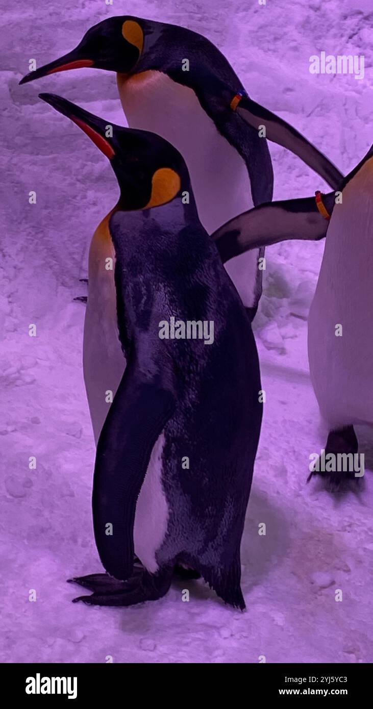 Penguin - Smartphone Captured Stock Image