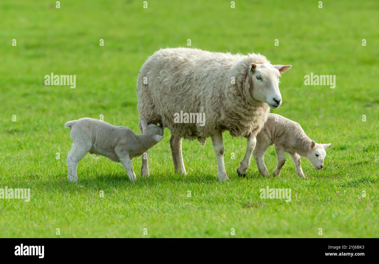 Spring lambs with mother sheep on grass dike in Dutch fishing village ...
