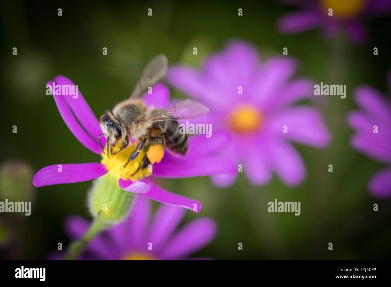 Cape Honey Bee, Apis mellifera capensis visiting Sanveld ragwort, Senecio arenarius. Cape Honeybees are important fynbos pollinators. Stock Photo
