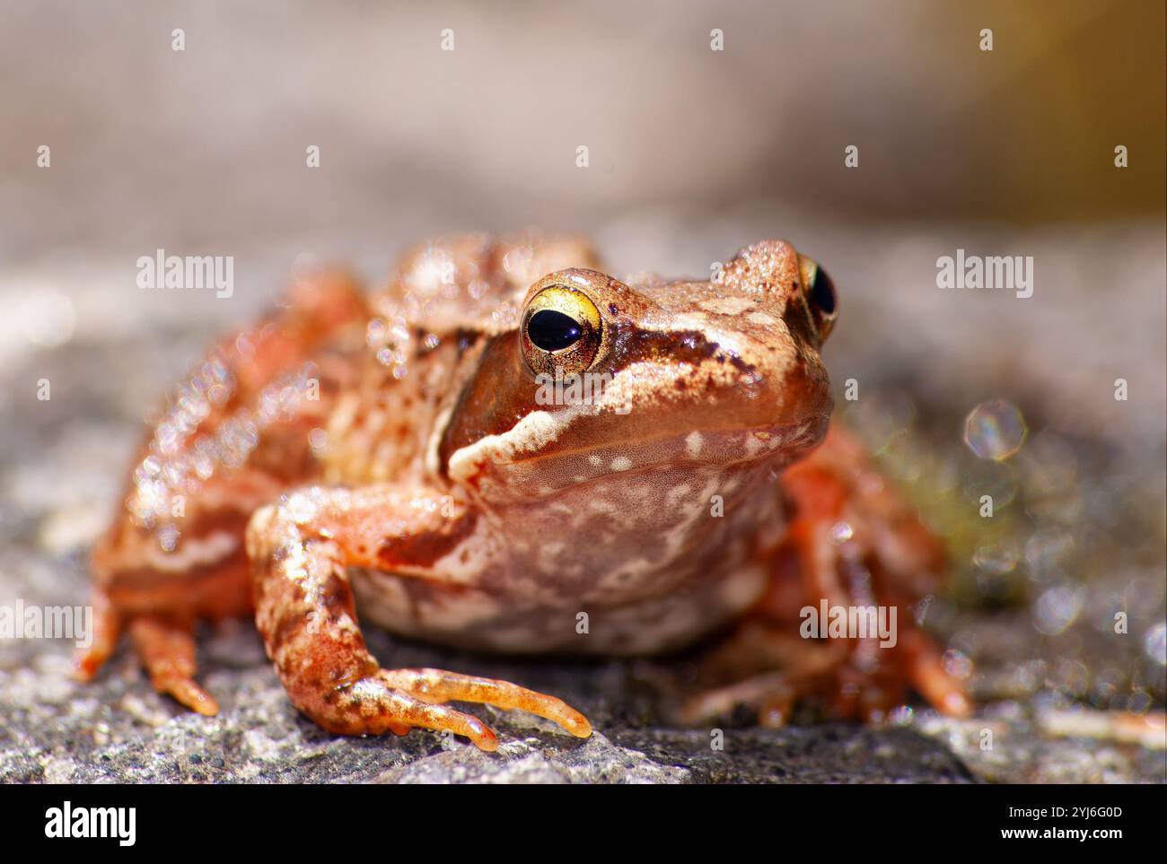 Gonas Rana The Iberian frog (Rana iberica) is a species of anuran amphibian ...