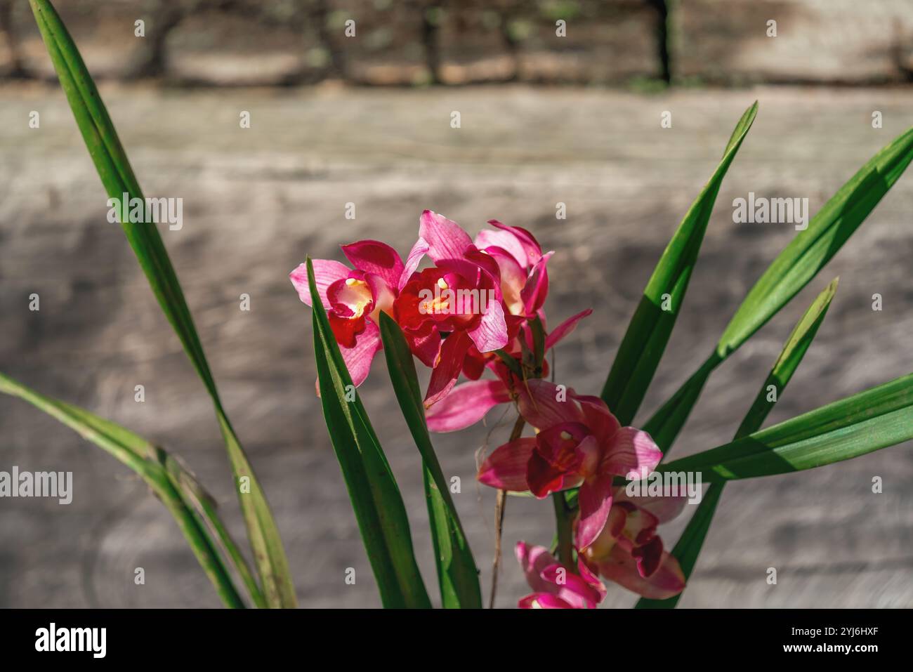 Beautiful pink blooming orchid hi-res stock photography and images - Alamy