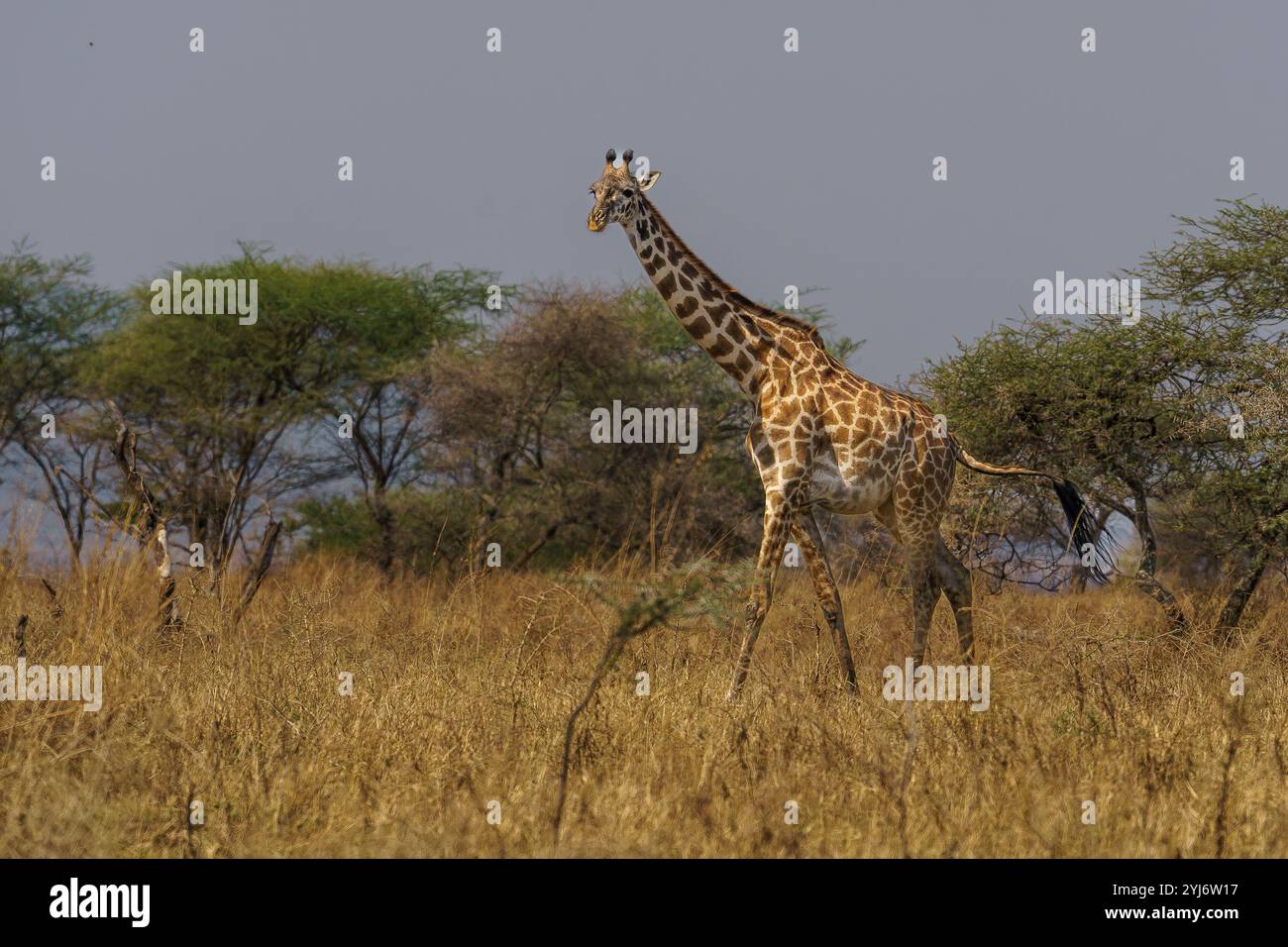 Beautiful Giraffe strolling in the grasslands of the Serengeti Stock Photo