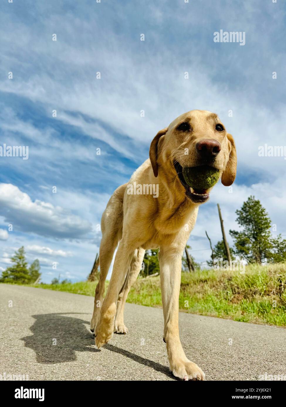 Yellow Lab Fall One yellow labrador walking with a tennis ball in her mouth on the road ...