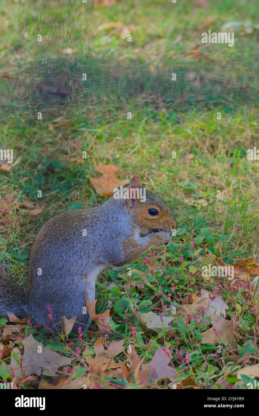 squirrel eats in central park Stock Photo