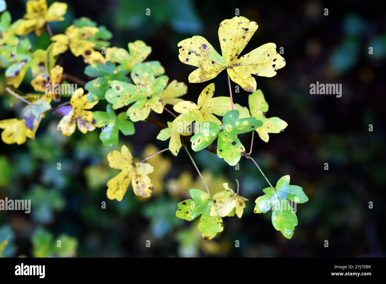 Yellow autumn leaves of the field maple (Acer campestre). Stock Photo