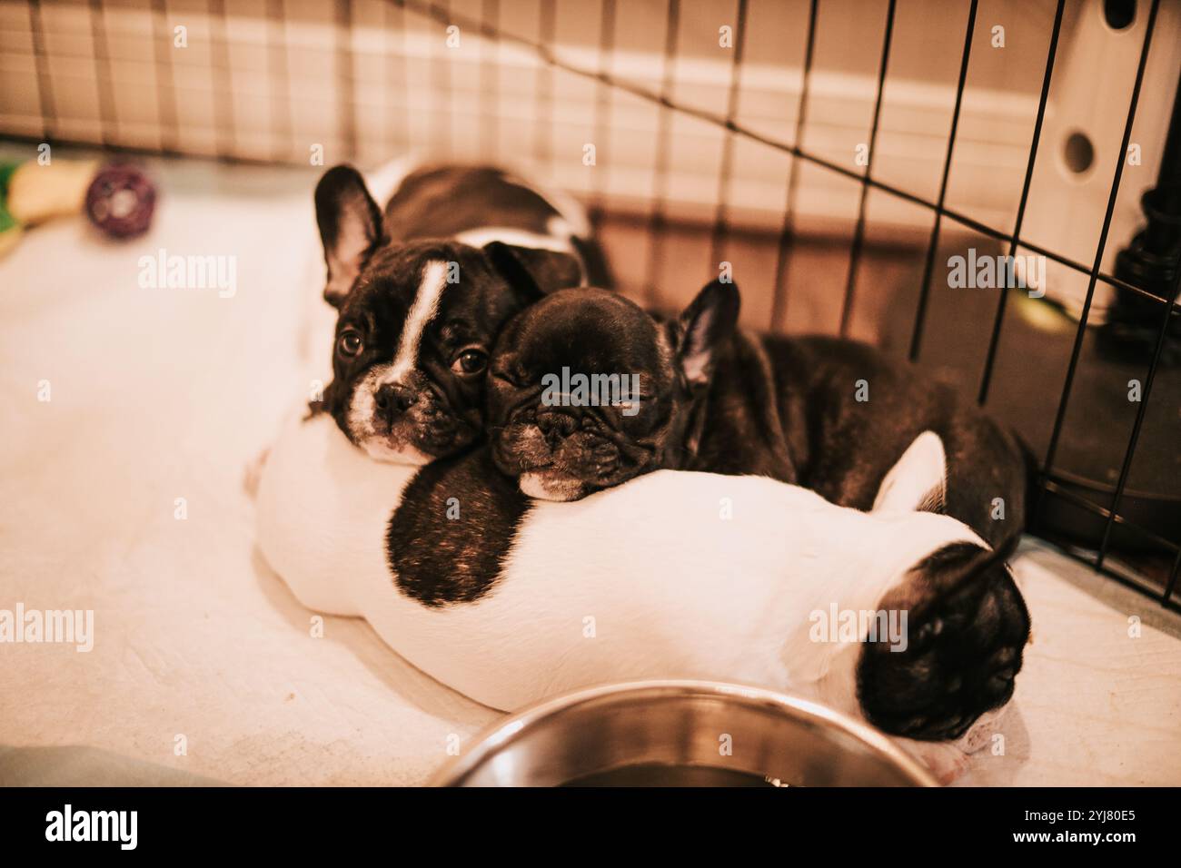 Puppies Sleeping on Each Other Stock Photo - Alamy