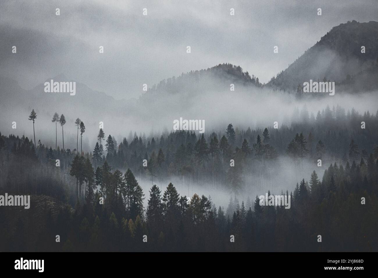 Silhouettes of tall trees hi-res stock photography and images - Alamy