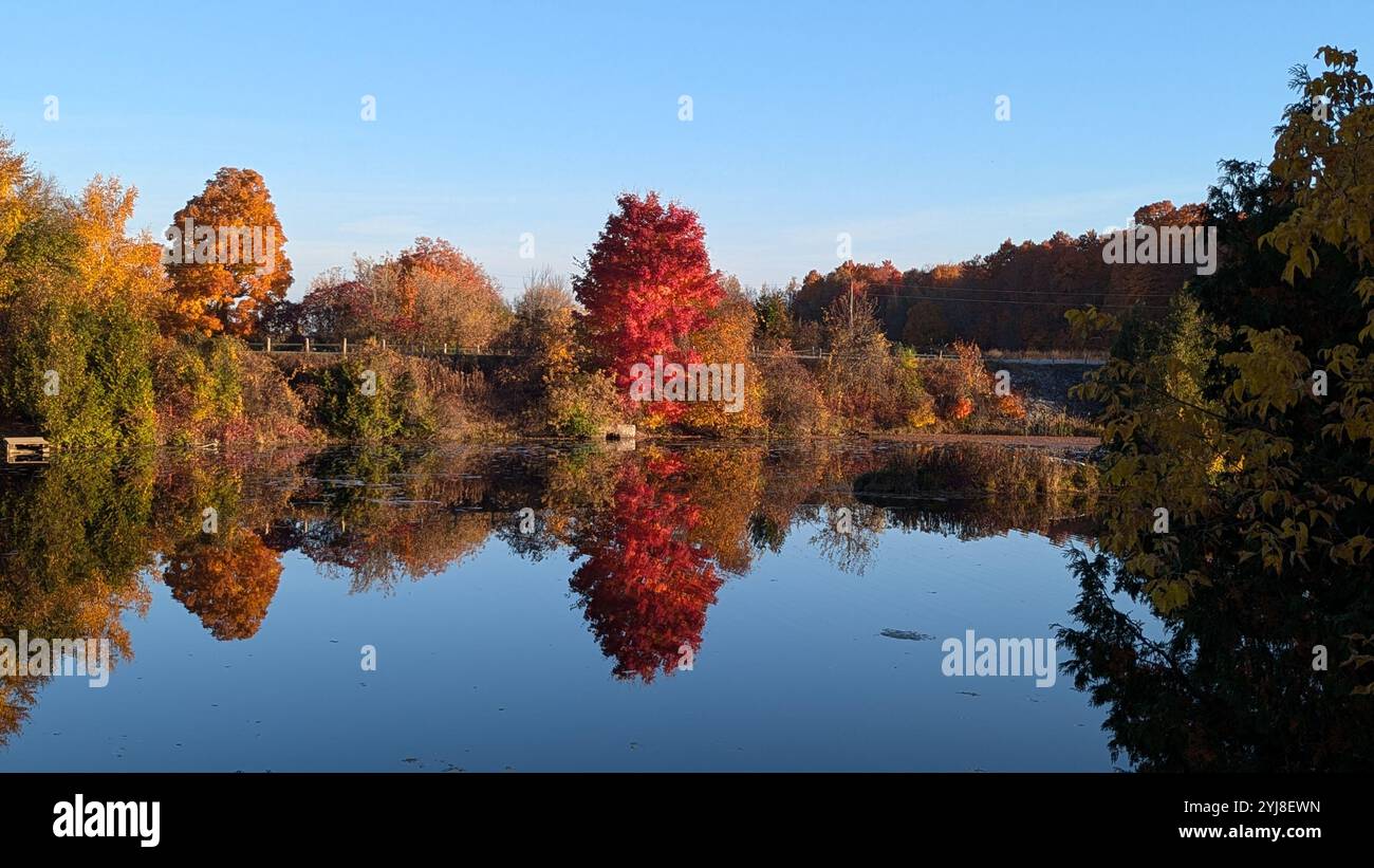 Vibrant Red Tree - Smartphone Captured Stock Image