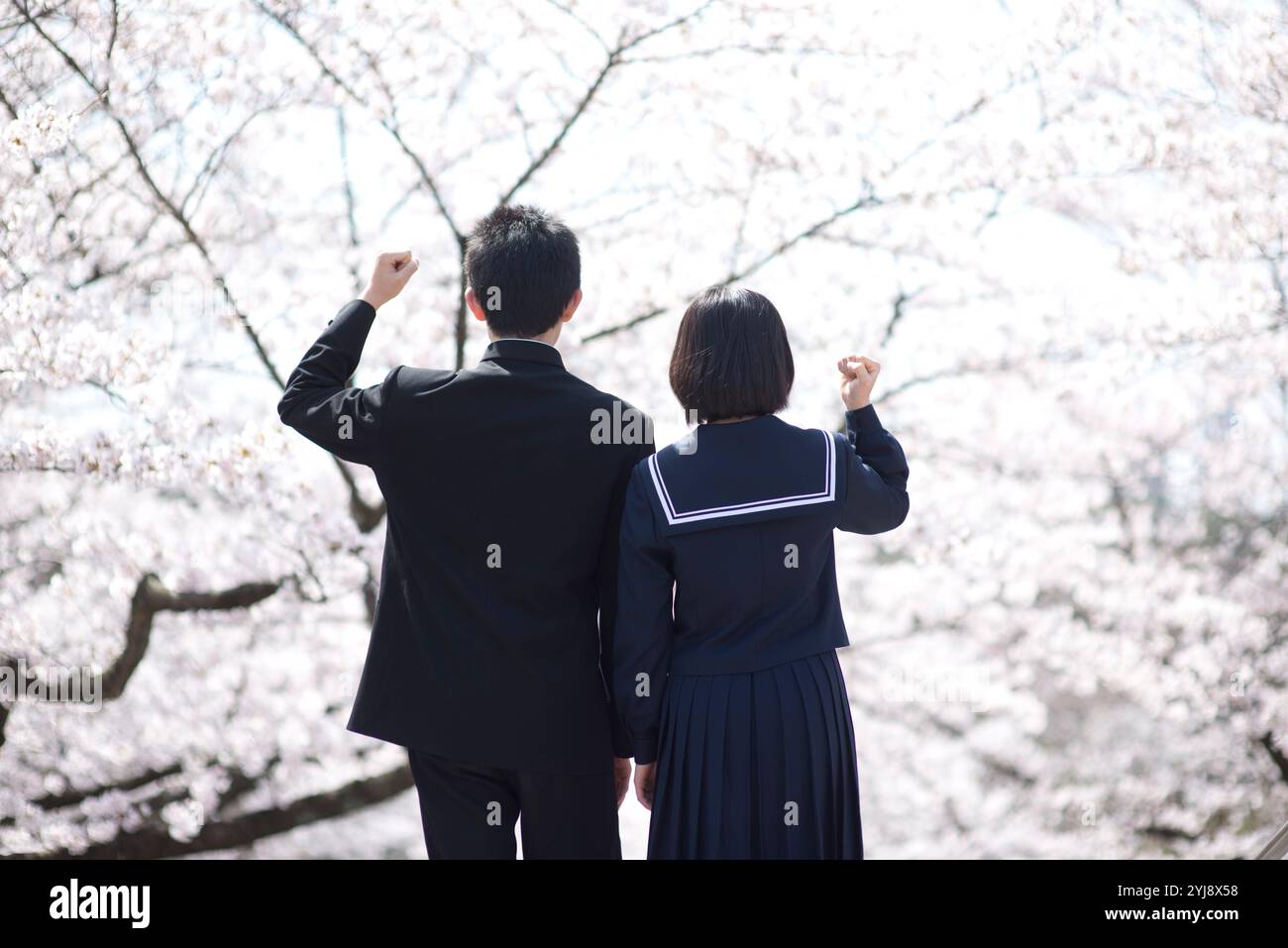 Cherry blossoms and junior high school boys and girls rear view Stock ...