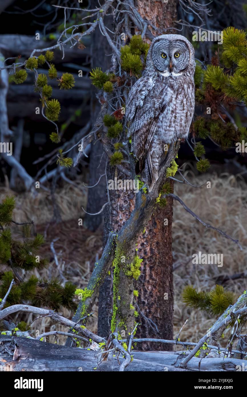 Great grey owl north american hi-res stock photography and images - Alamy