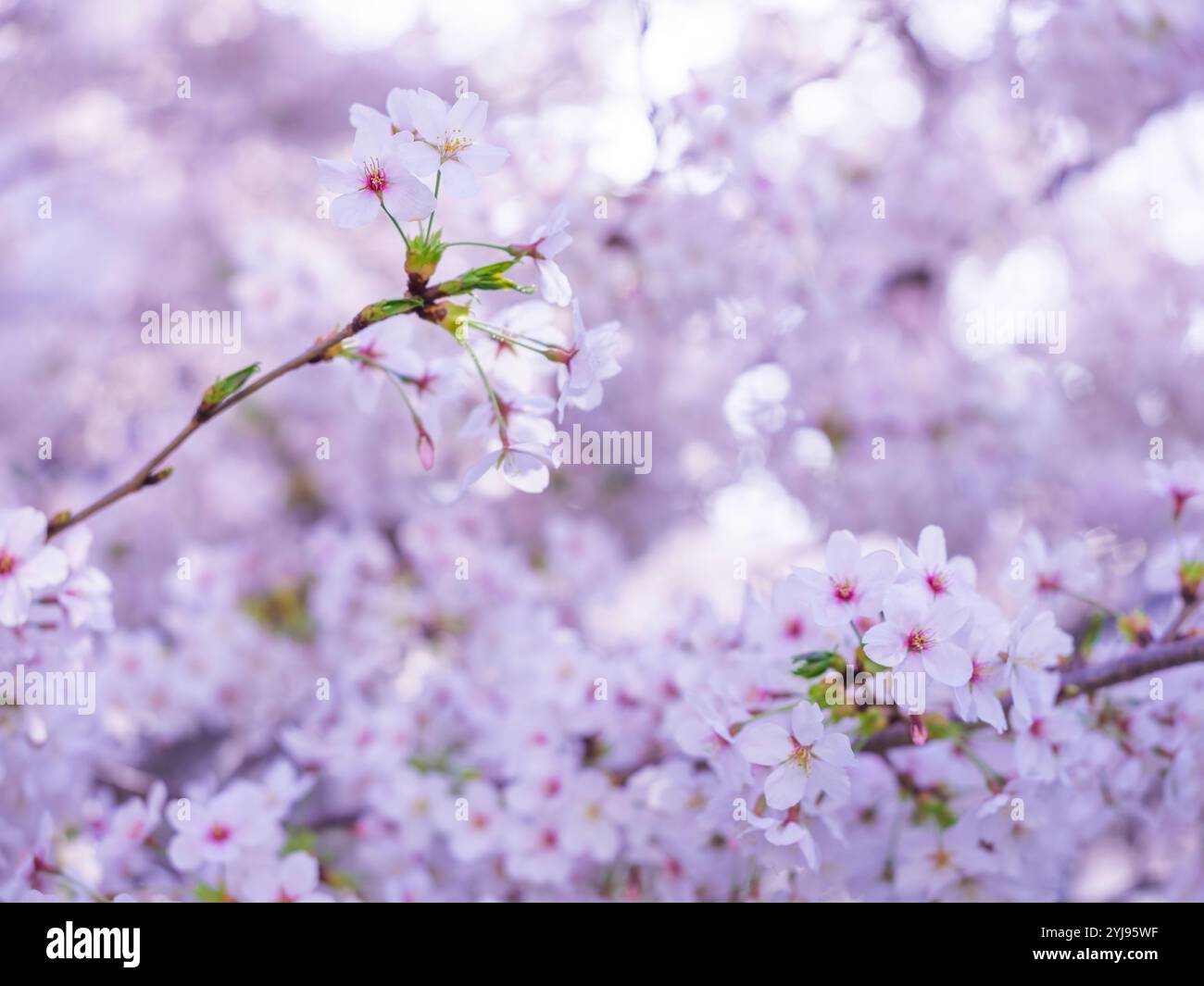 Close up yoshino cherry hi-res stock photography and images - Alamy