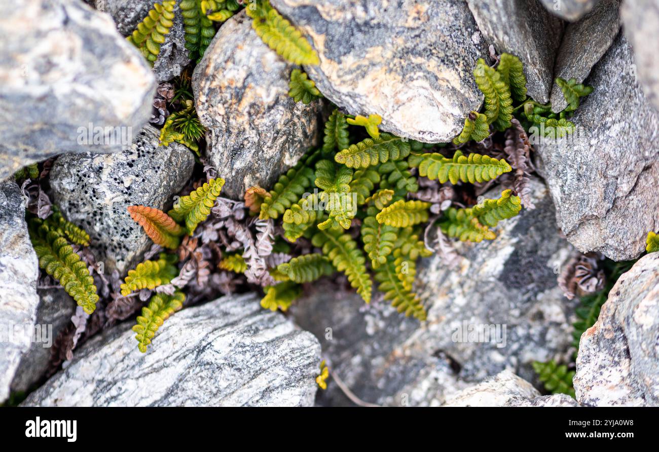 New rare beautiful plants hi-res stock photography and images - Alamy