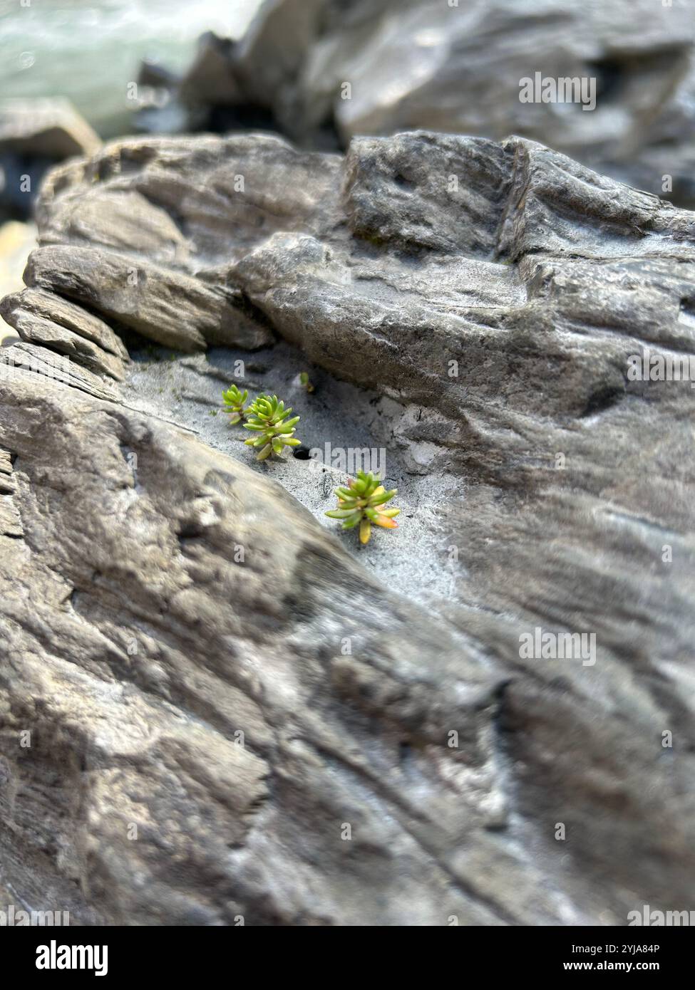 Tiny Sedum Saxifrage in the Rocks Stock Photo
