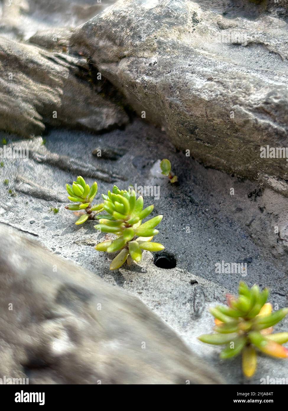 Tiny Sedum Saxifrage in the Rocks Stock Photo