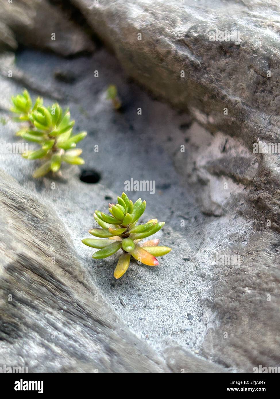 Tiny Sedum Saxifrage in the Rocks Stock Photo