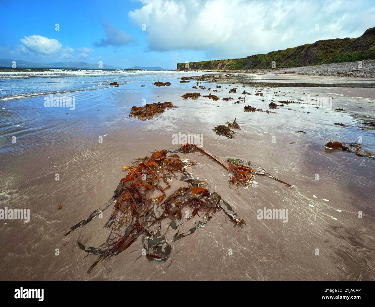 Seaweed washed up on Trah Louher (Lower beach) to the south of Waterville,County Kerry, Ireland - Smartphone Captured Stock Image
