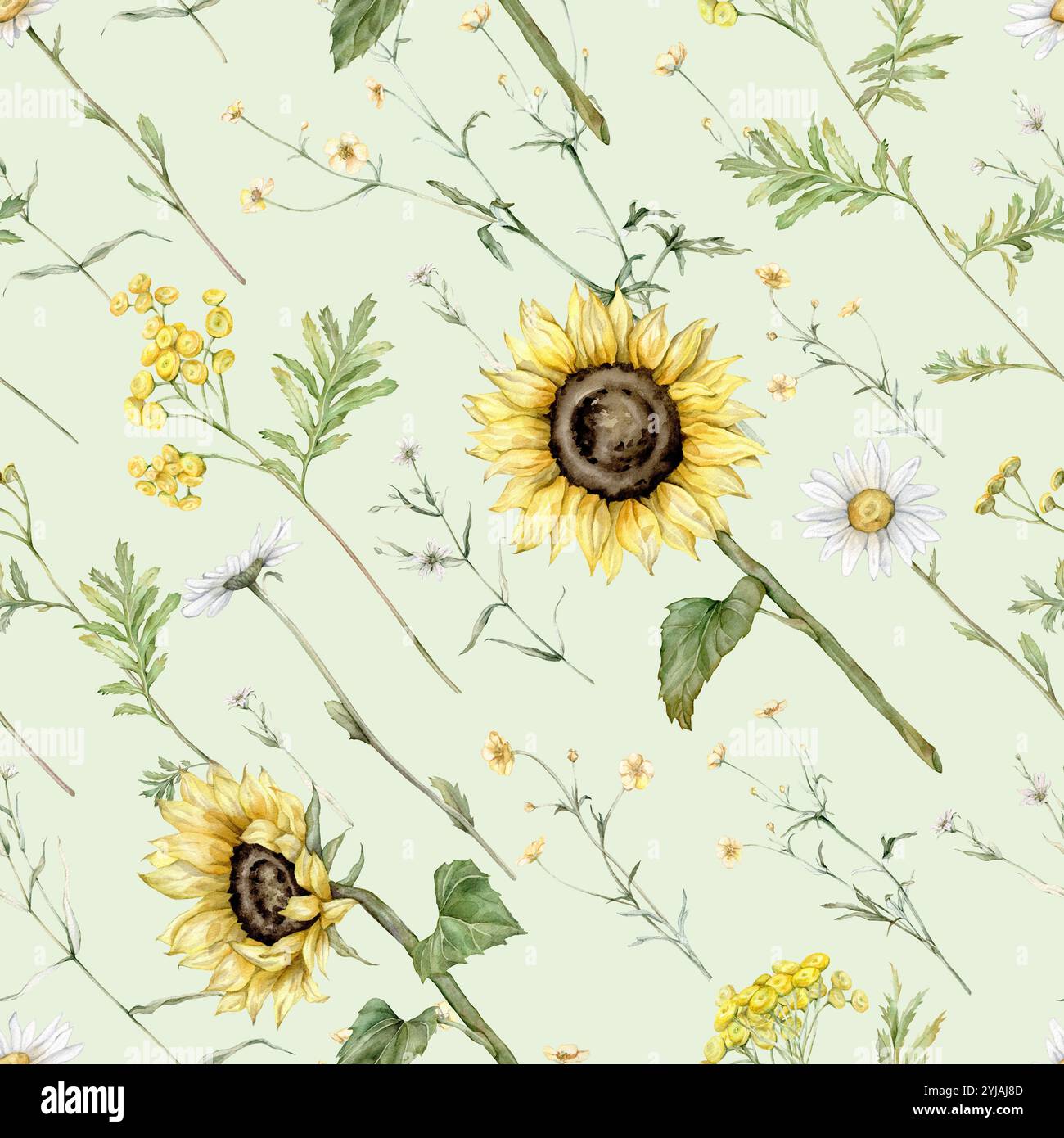 Watercolor seamless pattern with daisy and sunflower, tansy and wildflowers. Watercolor hand drawing illustration on isolated white background. White Stock Photo