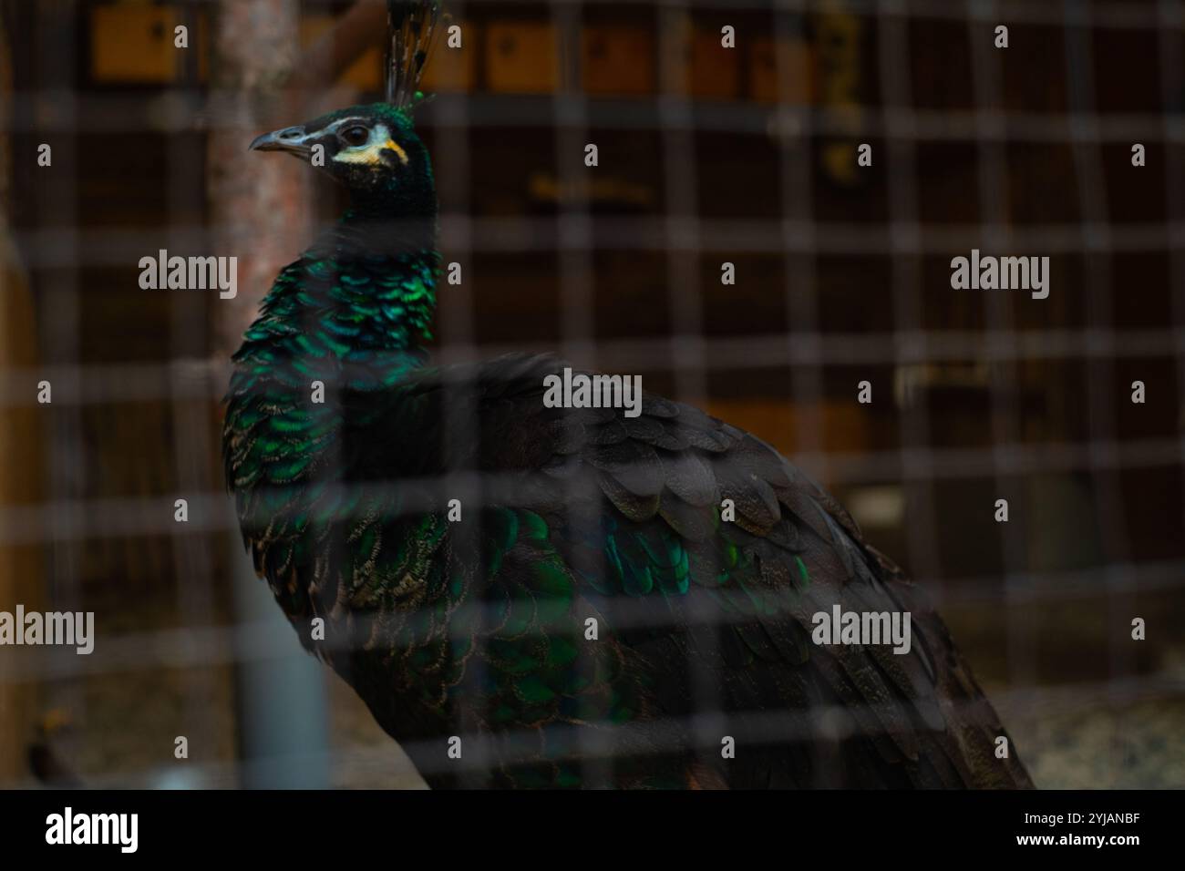 Green peacock feeding in a sanctuary cage, farm breeding of rare birds ...
