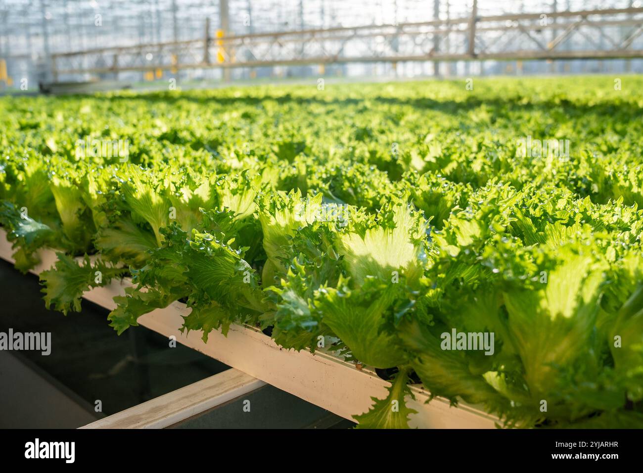 Specialized Frillice lettuce grow in hothouse. Efficient agriculture, nutrient control in greenhouse Stock Photo