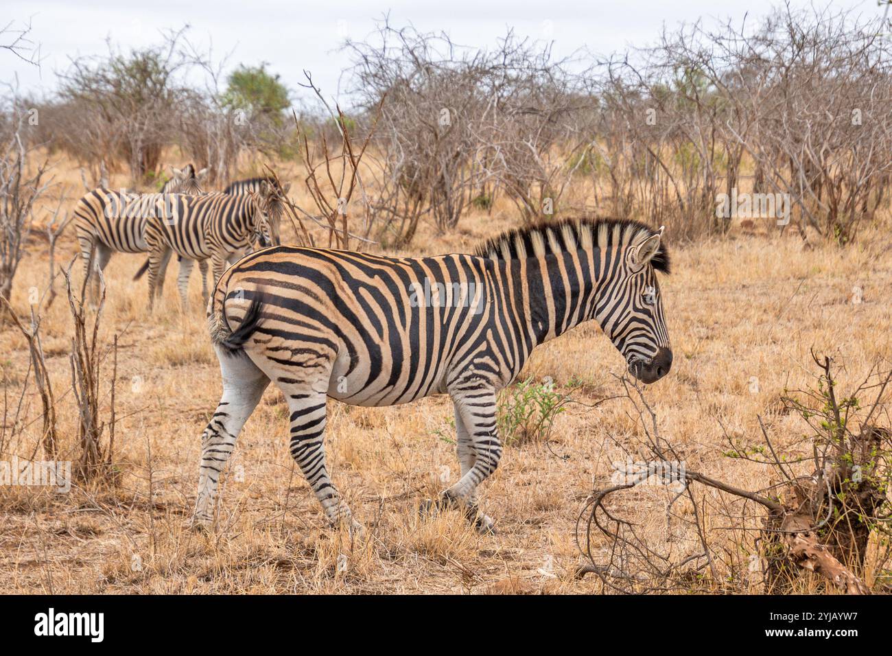 Zebra In Kruger National Park South Africa Stock Photo Alamy zebra-in-kruger-national-park-south-africa-stock-photo-alamy