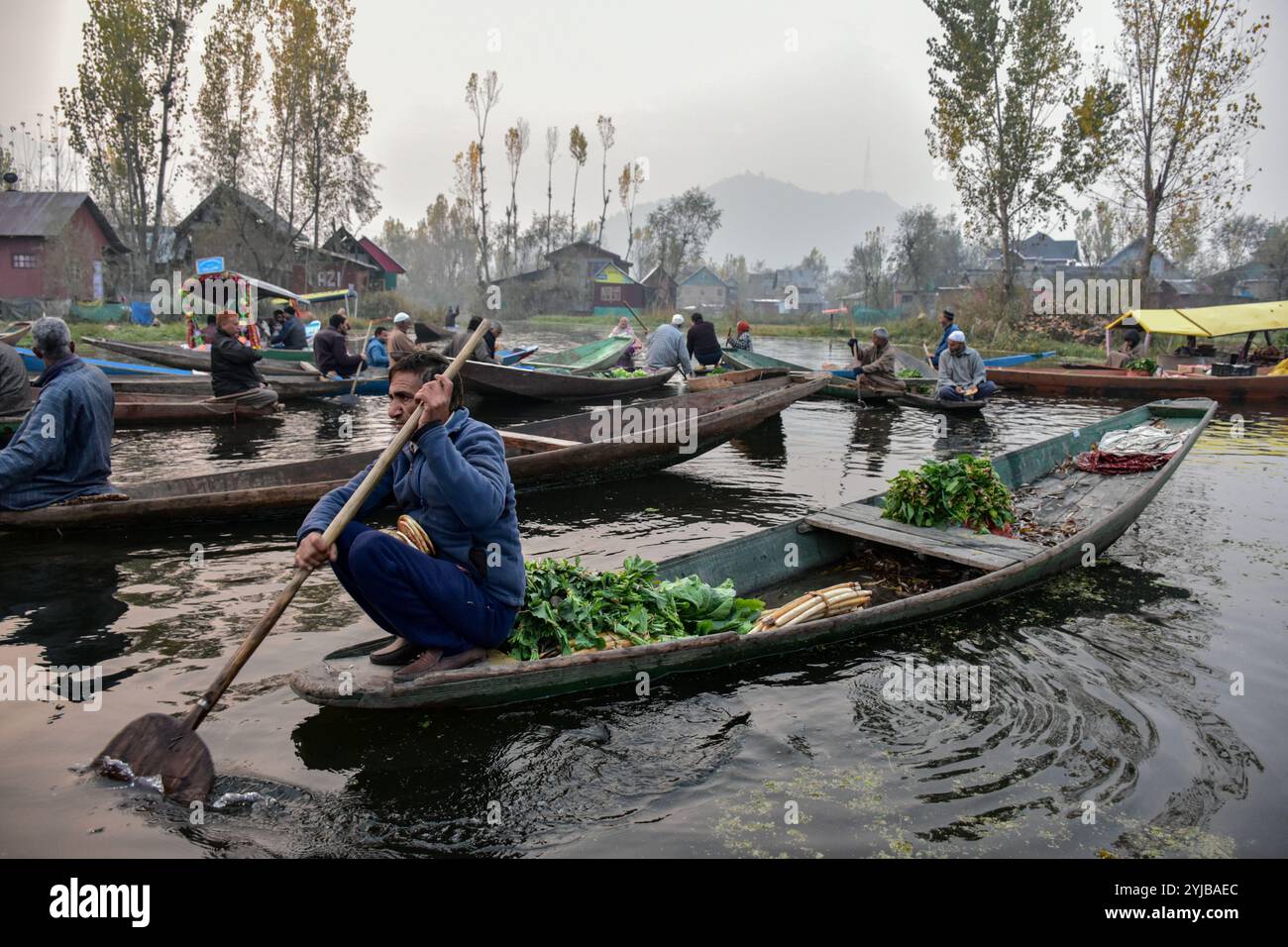 Srinagar, India. 14th Nov, 2024. A vegetable vendor rows a boat ferrying vegetables in the interior of Dal lake during a cold autumn morning in Srinagar, the summer capital of Jammu and Kashmir. Dal Lake is famed for its floating vegetable market which supplies varieties of vegetables all year to many towns across the Kashmir valley. This floating vegetable market comprises of many floating gardens as well as local varieties of organic vegetables. It is one of the very famous floating markets in the world. (Photo by Saqib Majeed/SOPA Images/Sipa USA) Credit: Sipa USA/Alamy Live News Stock Photo