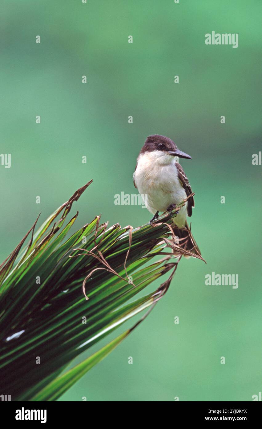 Loggerhead kingbird Tyrannus caudifasciatus Jamaica Stock Photo