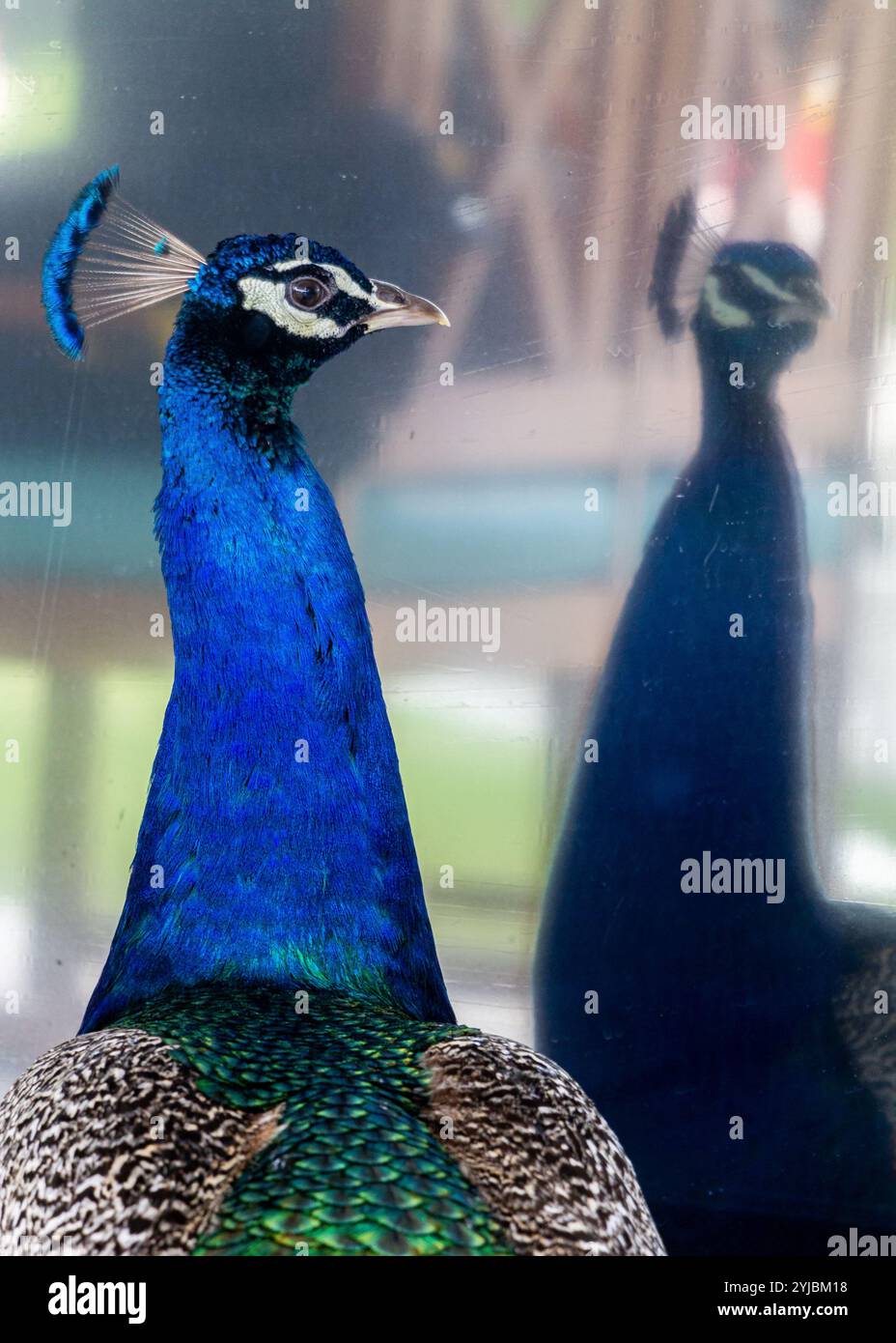 Peacock feather art hi-res stock photography and images - Alamy
