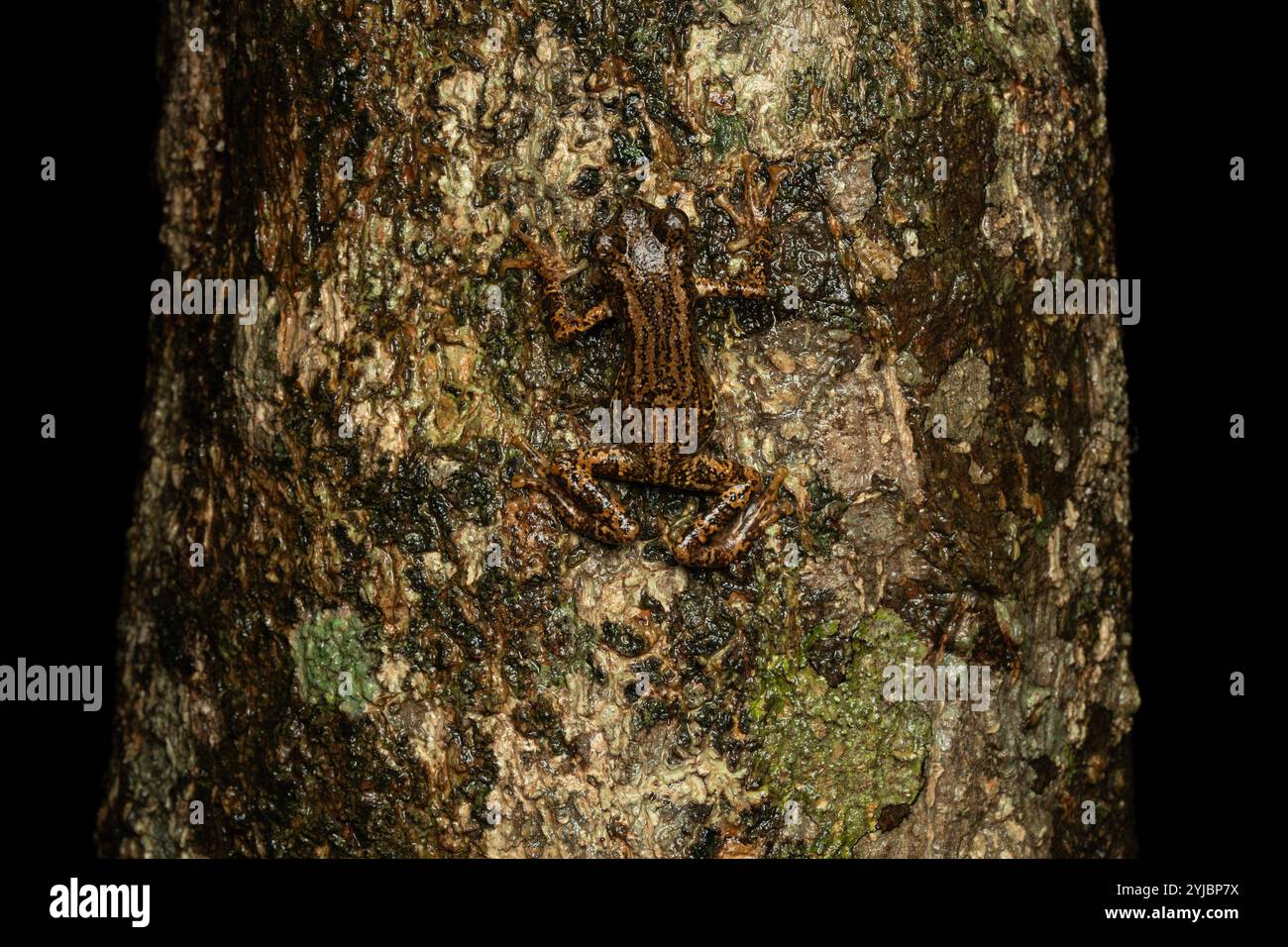 The Malabar tree toad or warty Asian tree toad, is a species of toad found in western ghats. Habitats wet tree hollows or leaf bases containing water. Stock Photo