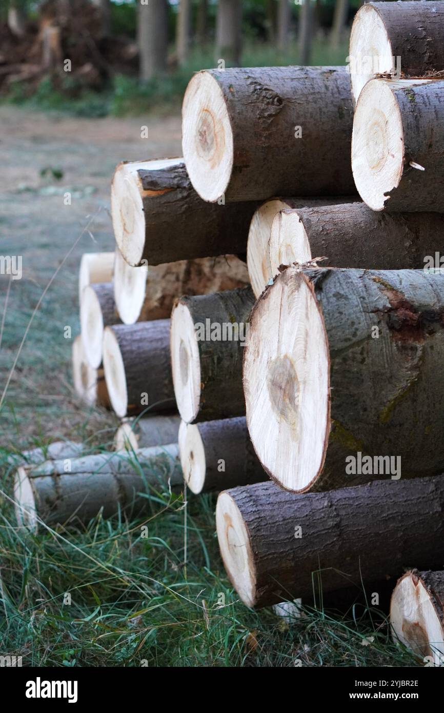 deforestation, felled tree trunks in a forest. environmental impact of ...