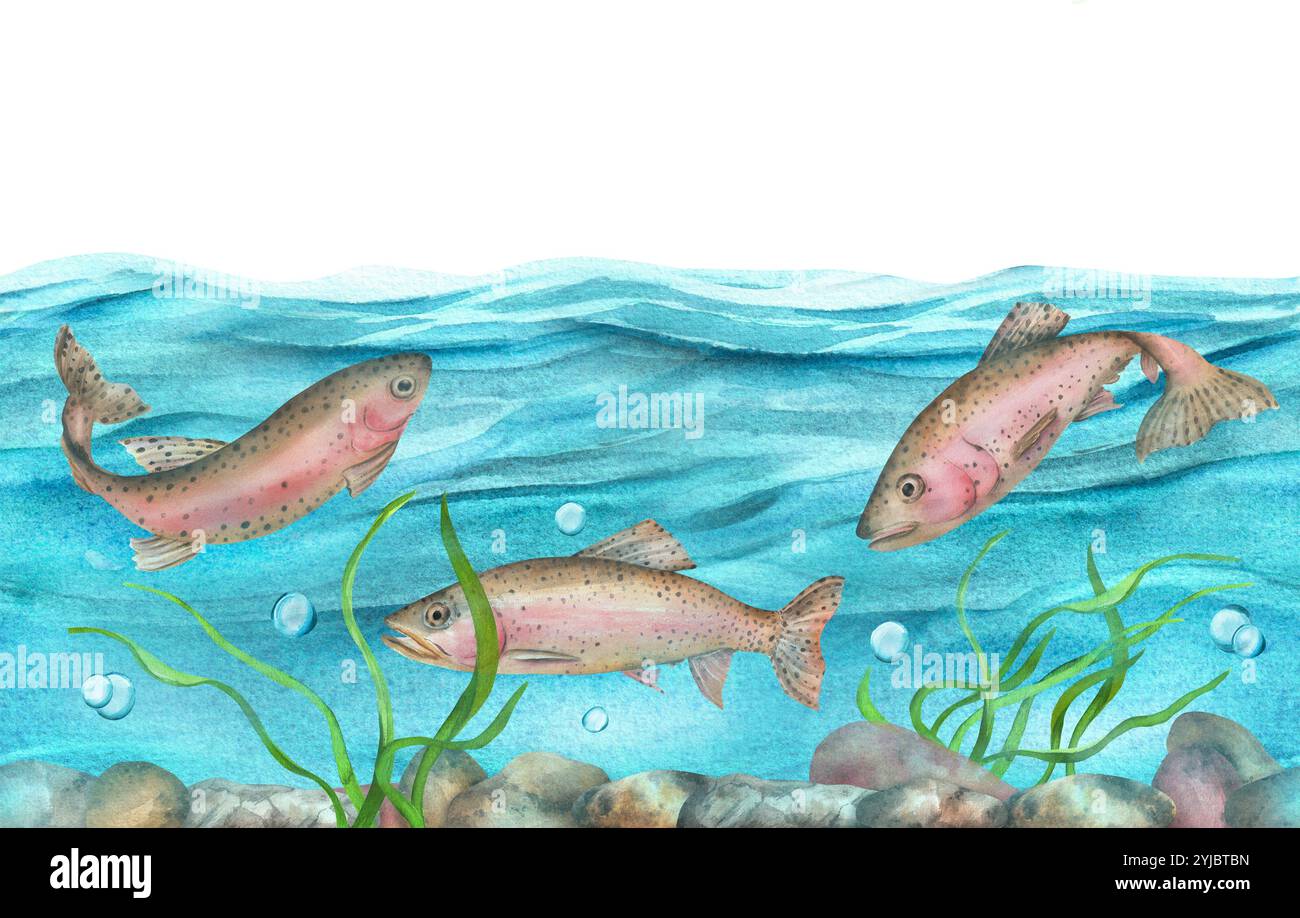 Seamless border with rainbow trout. River with algae and pebbles. Blue ...