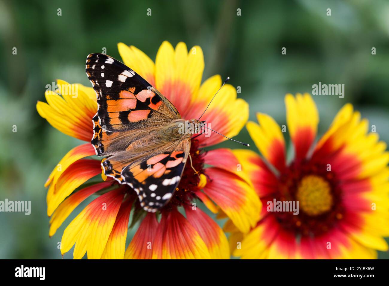Monarch butterfly seeking nectar on a flower on white background using ...