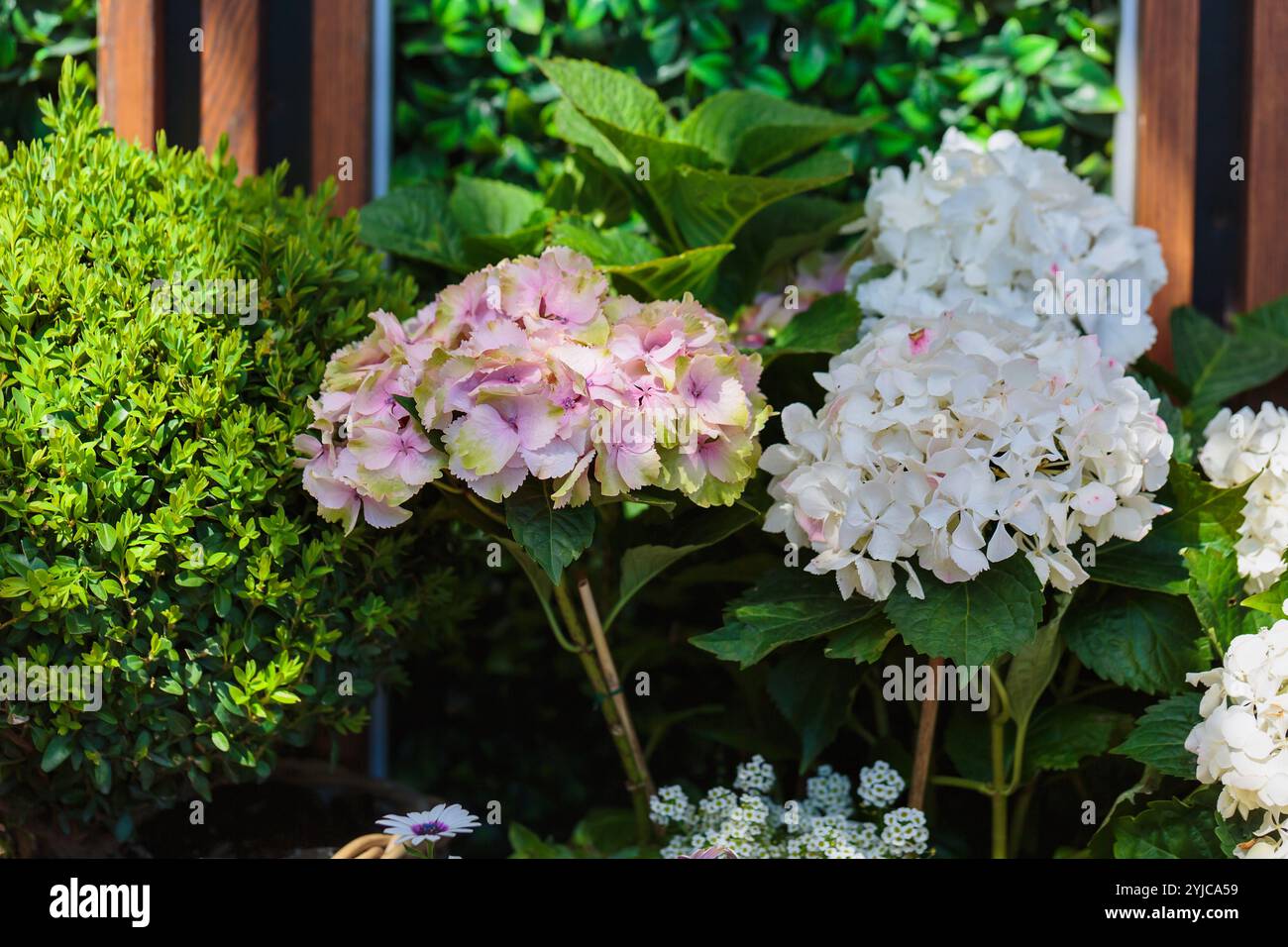 Hydrangeas pink and white hi-res stock photography and images - Alamy