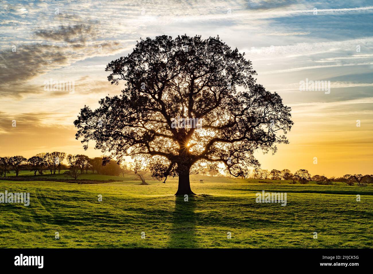 An oak tree at sunset, Oakenclough, Forest of Bowland, Lancashire, UK Stock Photo
