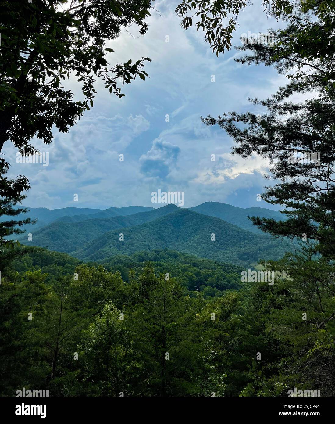 Look out at the tranquil blue ridge mountains in North Carolina as they fade into the cloudy sky. The forest is lush with tall trees around you. - Smartphone Captured Stock Image