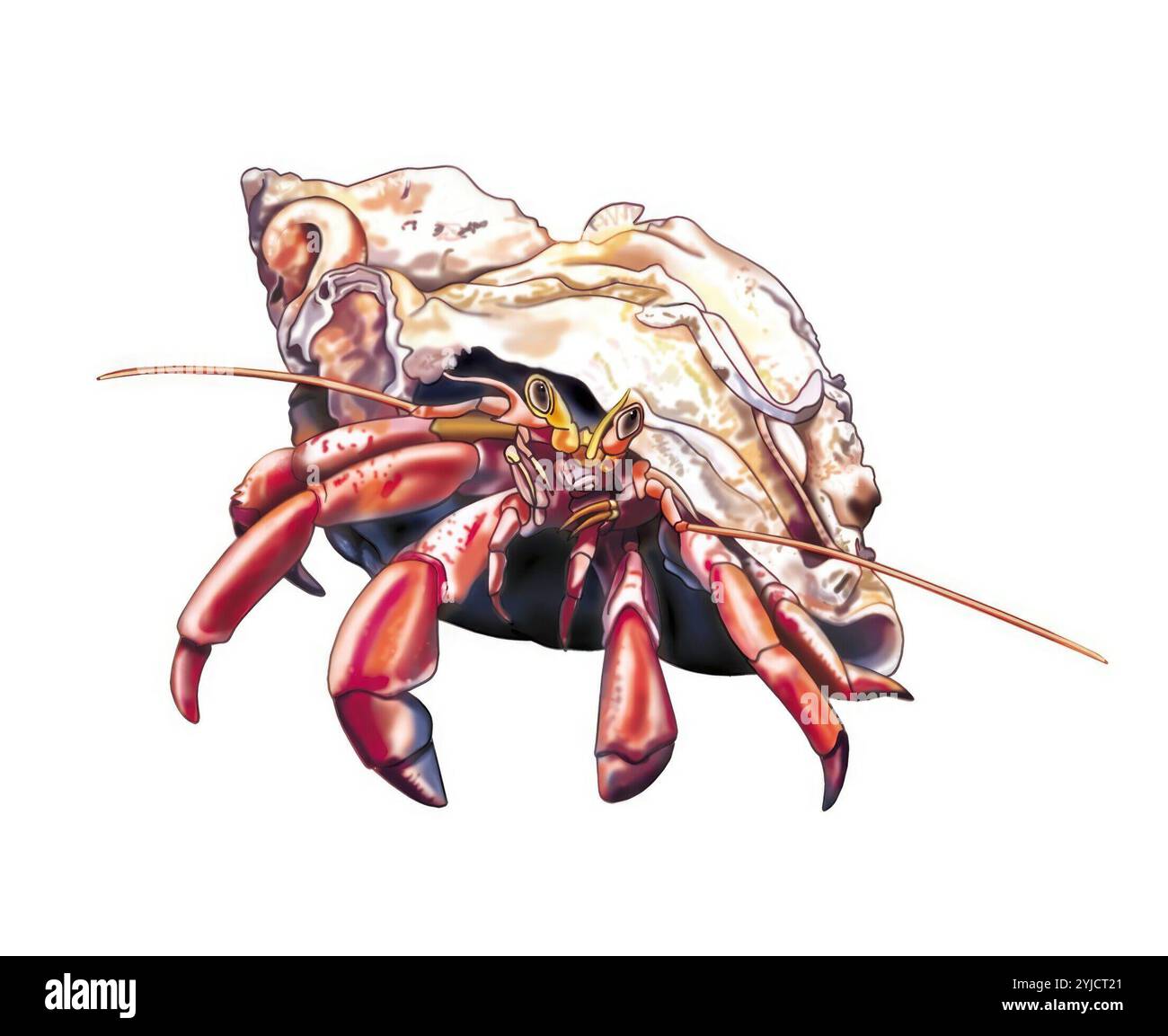 Hermit crab illustration hi-res stock photography and images - Alamy