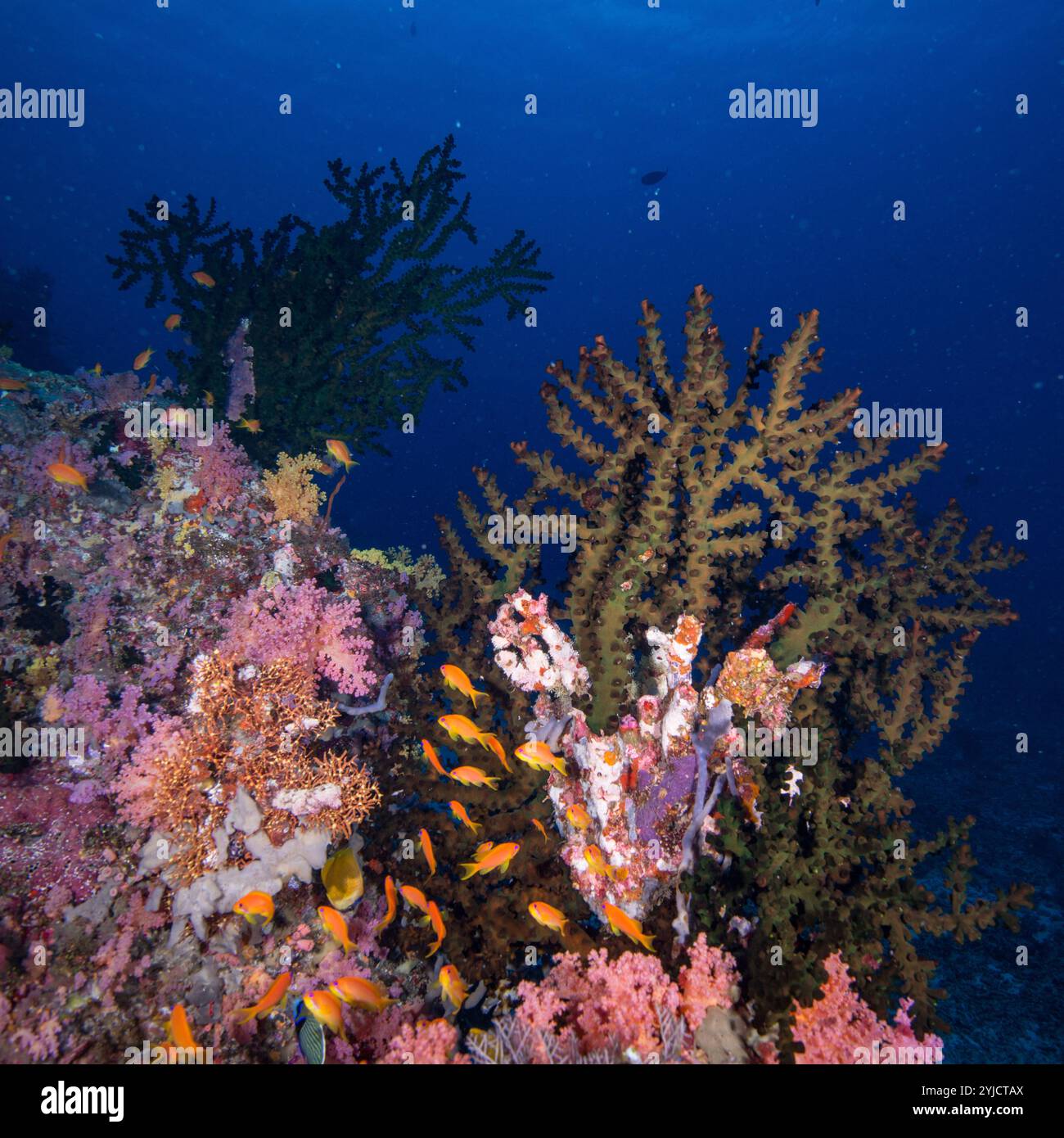 3/4 Sleeve Knit Tee in Coral Maldives main image 1